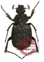 Paratrichius obscurus