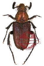 Amphicoma sp. 1 (5 pairs)