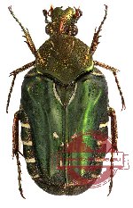 Taeniodera cupreicollis (A2)