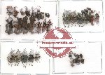 Scientific lot no. 25 Curculionidae (37 pcs)