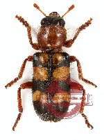 Cleridae sp. 1 (5 pcs)