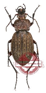 Carabus (Tachycarabus) cancellatus scythicus (5 pairs)