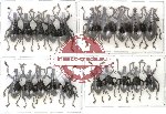 Scientific lot no. 26 Curculionidae (20 pcs)