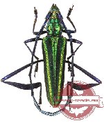 Chloridolum klaesii (A2 - antenna)