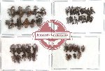 Scientific lot no. 27 Curculionidae (49 pcs)