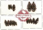 Helotidae Scientific lot no. 9 (16 pcs)