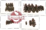 Helotidae Scientific lot no. 10 (25 pcs)