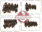 Helotidae Scientific lot no. 7 (35 pcs)