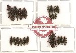 Helotidae Scientific lot no. 11 (21 pcs)