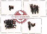 Scientific lot no. 18 Languridae (12 pcs - 4 pcs A2)