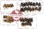 Scientific lot no. 46 Hopliinae (41 pcs A-, A2)