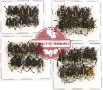 Scientific lot no. 43 Hopliinae (40 pcs)