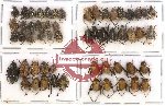 Scientific lot no. 38 Hopliinae (56 pcs)