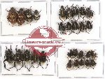 Scientific lot no. 36 Hopliinae (29 pcs)