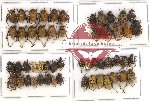 Scientific lot no. 39 Hopliinae (54 pcs)