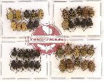 Scientific lot no. 37 Hopliinae (40 pcs)