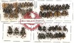 Scientific lot no. 48 Hopliinae (56 pcs A-, A2)