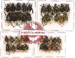 Scientific lot no. 40 Hopliinae (40 pcs)