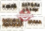 Scientific lot no. 34 Hopliinae (37 pcs)