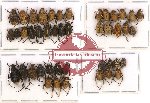 Scientific lot no. 35 Hopliinae (44 pcs)