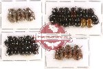 Scientific lot no. 64 Melolonthinae (Apogonia spp.) (45 pcs)