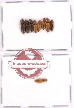 Scientific lot no. 67 Elateridae (9 pcs)