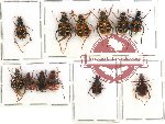 Scientific lot no. 2 Trichiinae (12 pcs A-, A2)