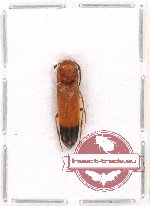 Melandryidae Scientific lot no. 2 (1 pc A2)