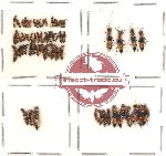 Scientific lot no. 66 Staphylinidae (62 pcs)