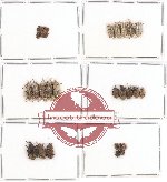 Scientific lot no. 228 Curculionidae (32 pcs)