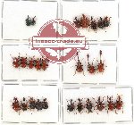 Scientific lot no. 27 Attelabidae (26 pcs)