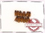 Scientific lot no. 317 Coprophaga (Aphodiini) (12 pcs)