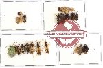 Scientific lot no. 167 Heteroptera (27 pcs)