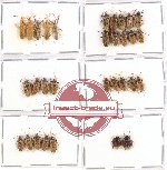 Scientific lot no. 166 Heteroptera (31 pcs A, A-, A2)