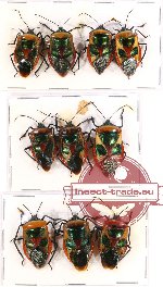 Scientific lot no. 149 Heteroptera (10 pcs A-, A2)