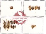 Scientific lot no. 168 Heteroptera (28 pcs)