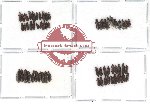 Scientific lot no. 32 (Cossoninae) (59 pcs)