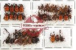 Scientific lot no. 17 Attelabidae (40 pcs - 17 pcs A2)