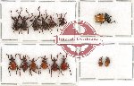 Scientific lot no. 22 Attelabidae (15 pcs)