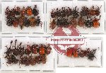 Scientific lot no. 19 Attelabidae (48 pcs - 14 pcs A2)