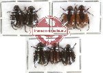 Scientific lot no. 50 Rutelinae (7 pcs)