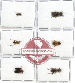 Scientific lot no. 36 Cleridae (6 pcs - 2 pcs A2)