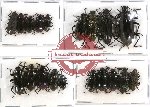 Scientific lot no. 162 Tenebrionidae (19 pcs)