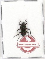 Scientific lot no. 163 Tenebrionidae (1 pc)