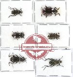 Scientific lot no. 165 Tenebrionidae (6 pcs)