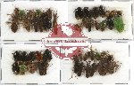 Scientific lot no. 155 Heteroptera (50 pcs - 14 pcs A2)