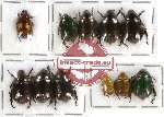 Scientific lot no. 51 Rutelinae (10 pcs)