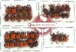 Scientific lot no. 18 Attelabidae (36 pcs - 3 pcs A2)