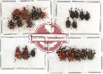 Scientific lot no. 23 Attelabidae (21 pcs - 5 pcs A2)