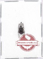 Scientific lot no. 16 Attelabidae (1 pc)